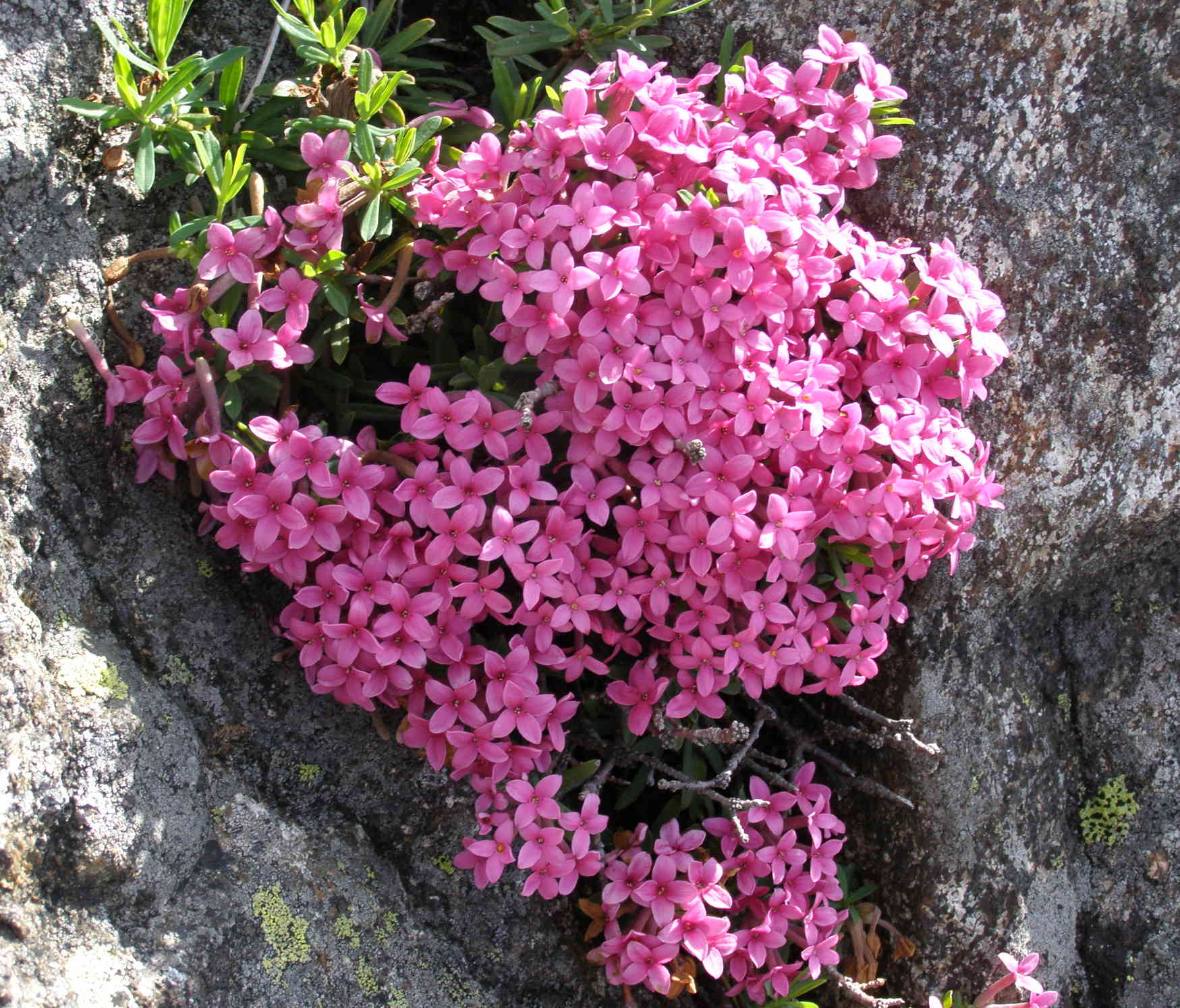 Daphne cneorum